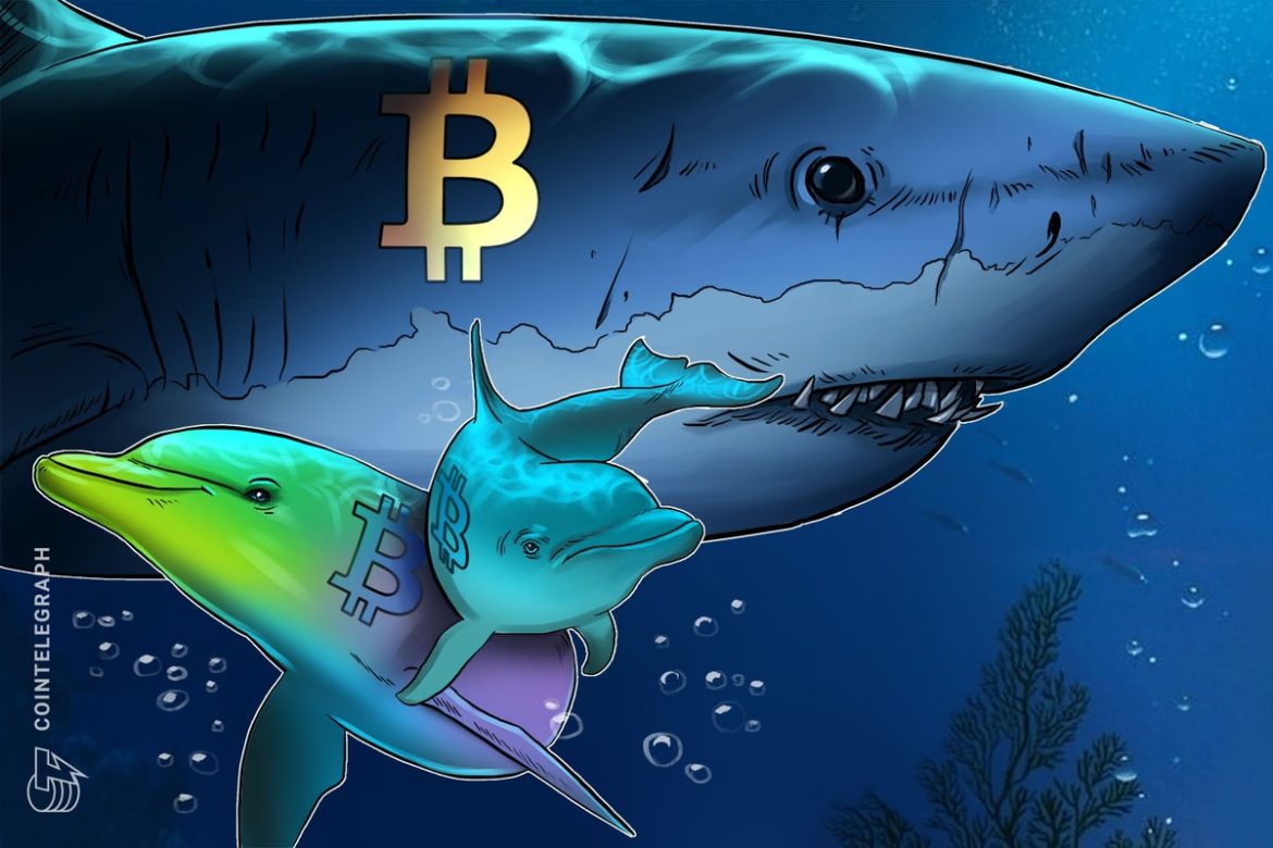 Bitcoin Sharks Accumulate at Fastest Pace Since 2012 as BTC Slides
